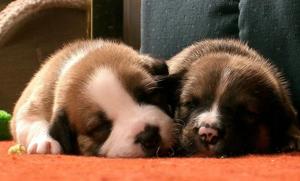 دانستنی‌های کوتاه و جالب درباره حیوانات