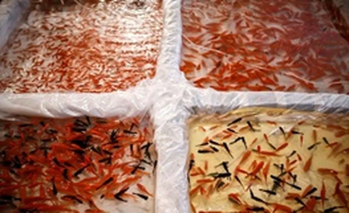 ماهی قرمز بدهید جایش کتاب بگیرید