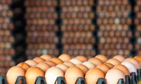 صادرات تخم مرغ به افغانستان افزایش یافت / قیمت هر کیلو تخم مرغ ۶ هزار و ۸۰۰ تومان