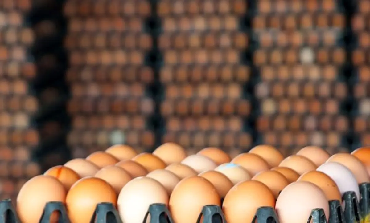 صادرات تخم مرغ به افغانستان افزایش یافت / قیمت هر کیلو تخم مرغ ۶ هزار و ۸۰۰ تومان