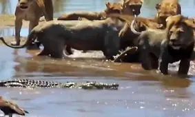 کروکودیل گرسنه حریف شیرهای جنگل نشد! + فیلم