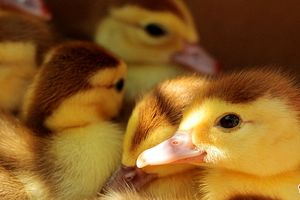 نجات ۲۰ هزار جوجه اردک از آتش‌سوزی انباری در مجارستان