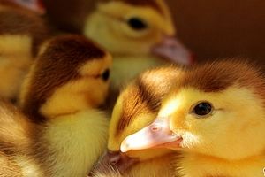 نجات ۲۰ هزار جوجه اردک از آتش‌سوزی انباری در مجارستان