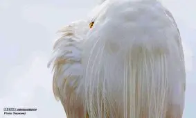 برندگان مسابقه انجمن عکاسان طبیعت آلمان‎+ عکس