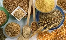توزیع ۵۹۰ هزار تن بذور اصلاح شده گندم و جو در بین کشاورزان