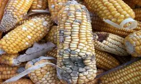 ماجرای ذرت‌های سمی در بازار چه بود؟ + فیلم