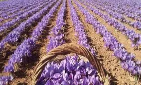 خرید حمایتی زعفران آغاز شد/ ردپای دلالان بین المللی در بازار