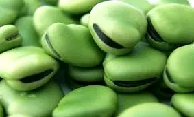 خوردن باقلا برای افراد مبتلا به اختلال ژنتیکی G۶PD کُشنده است