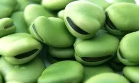 خوردن باقلا برای افراد مبتلا به اختلال ژنتیکی G۶PD کُشنده است