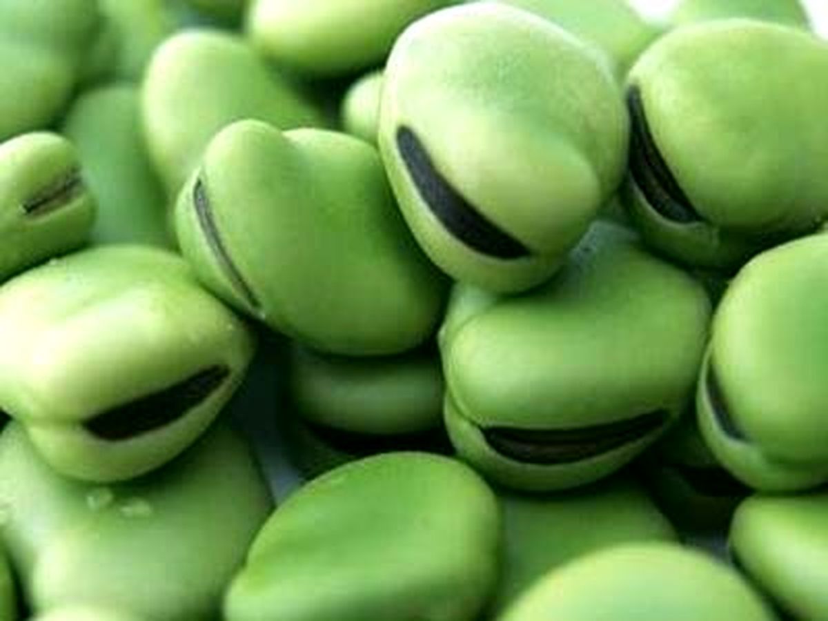 خوردن باقلا برای افراد مبتلا به اختلال ژنتیکی G۶PD کُشنده است