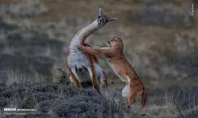 برندگان مسابقه عکاسی حیات وحش سال+ عکس