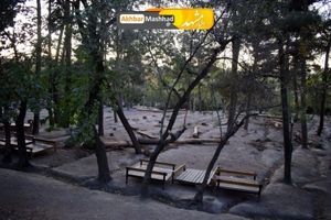 قطع 26 اصله درخت بوستان وکیل آباد به دلیل آفت‌زدگی