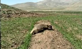 گورکن نادر پس از ۳ روز از چاه در شهرستان ازنا نجات یافت+ تصاویر