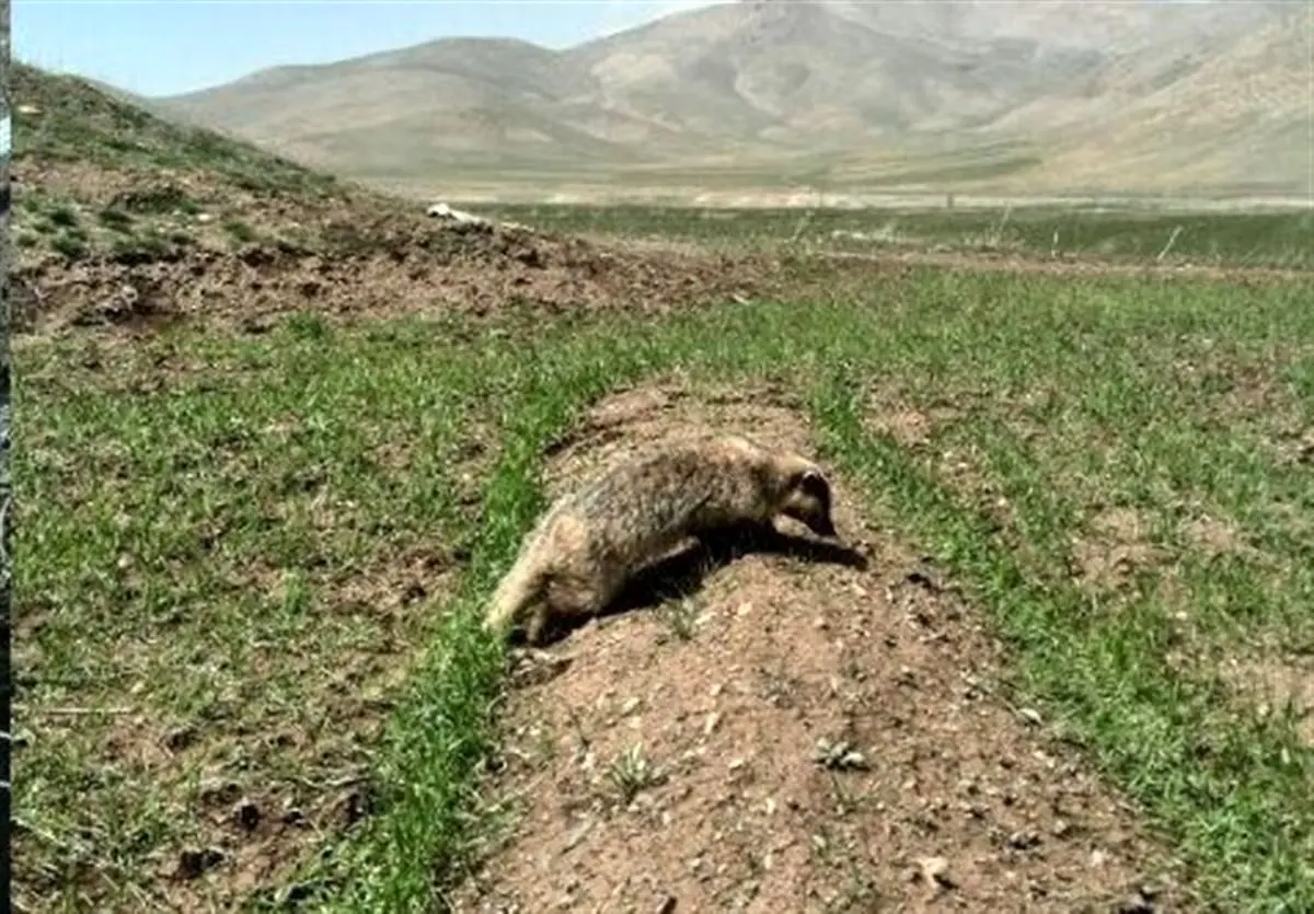 گورکن نادر پس از ۳ روز از چاه در شهرستان ازنا نجات یافت+ تصاویر