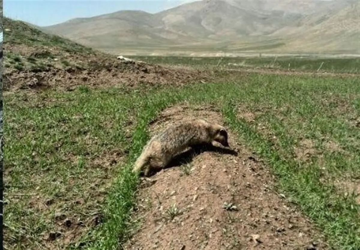 گورکن نادر پس از ۳ روز از چاه در شهرستان ازنا نجات یافت+ تصاویر