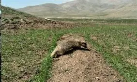 گورکن نادر پس از ۳ روز از چاه در شهرستان ازنا نجات یافت+ تصاویر