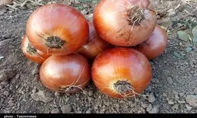 گزارش تصویری از برداشت پیاز در مزارع زنجان