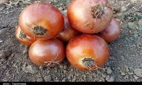 گزارش تصویری از برداشت پیاز در مزارع زنجان