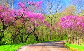 پاکسازی بدن در فصل بهار/ از خوردن «غذاهای تولید کننده خون» پرهیز کنید