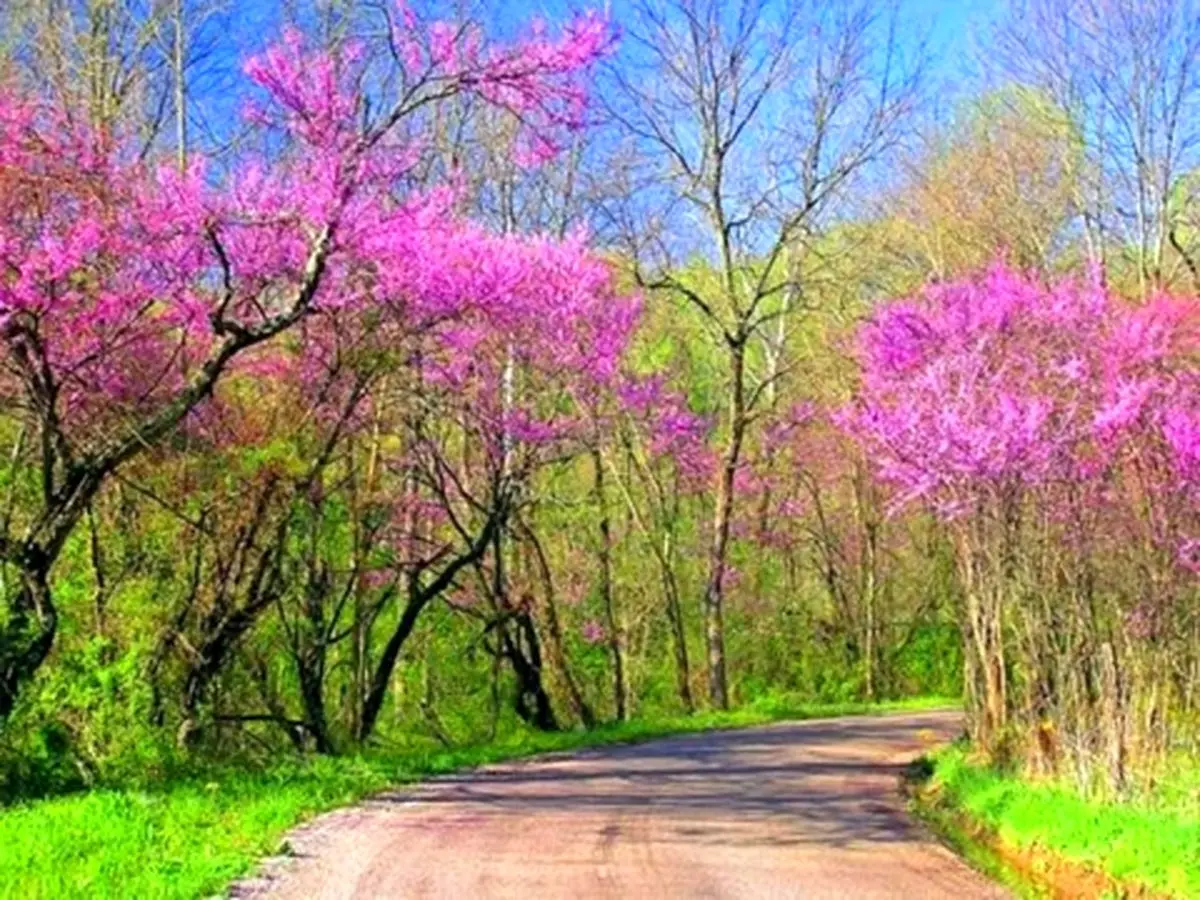 پاکسازی بدن در فصل بهار/ از خوردن «غذاهای تولید کننده خون» پرهیز کنید