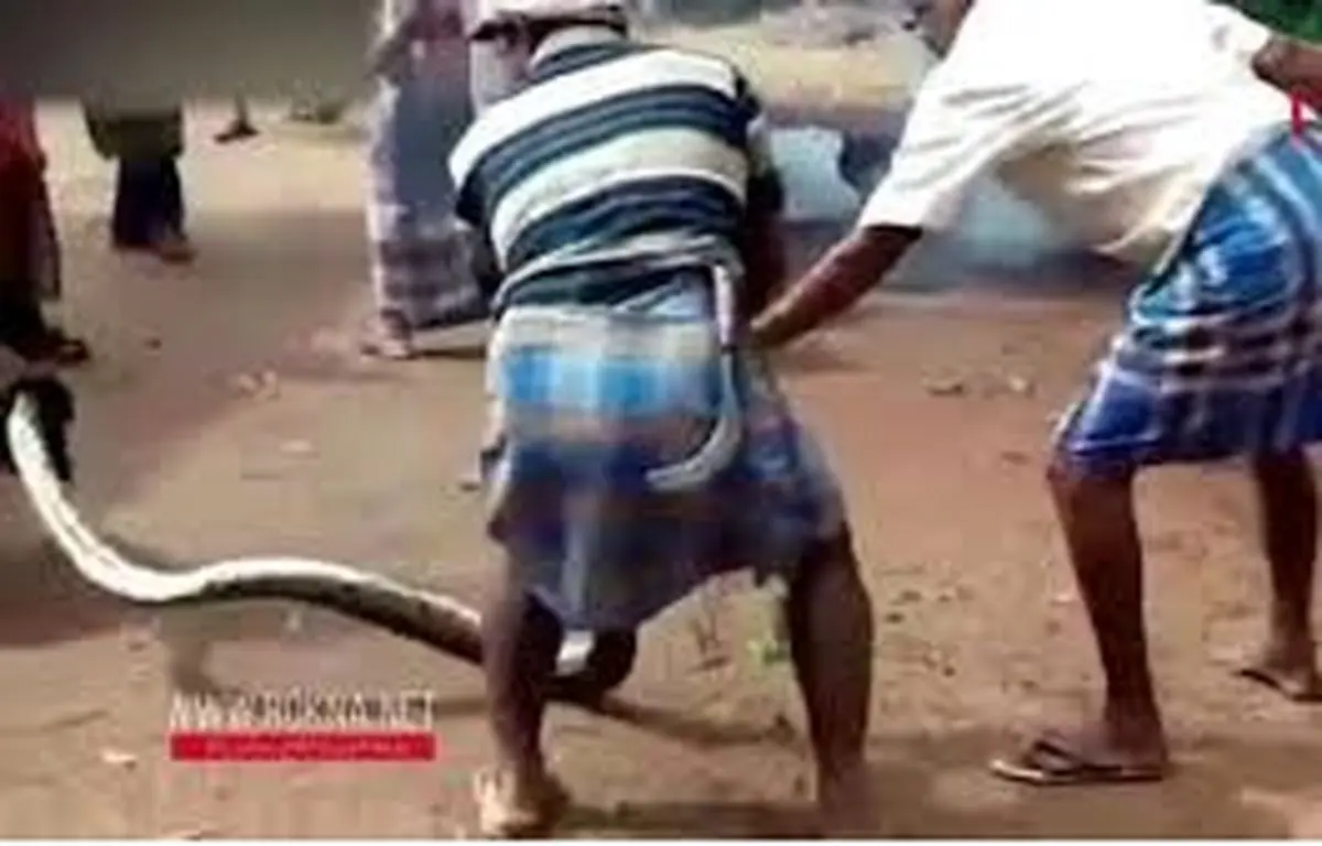 فیلم لحظه خفه‌کردن معرکه‌گیر هندی توسط مار پیتون 3 متری + فیلم