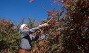 قصه پرغصه زرشک‌کاران خراسان جنوبی؛ مسئولان یاقوت سرخ کویر‌ را دریابند + تصویر