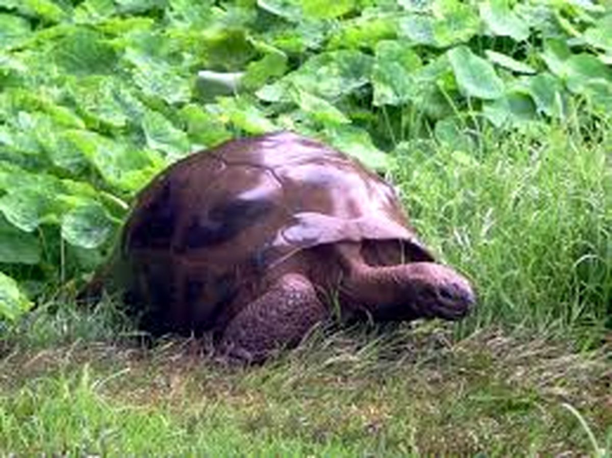 پیرترین لاک‌پشت که از دو جنگ جهانی جان سالم به در برده!