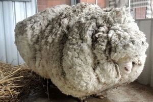 کریس، پشمالوترین گوسفند جهان، مرد