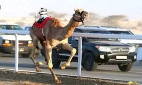 جایزۀ ملکۀ زیبایی شترها در عربستان چند میلیون دلار است؟