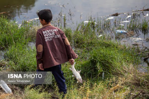 مرگ ماهی در رودخانه «قره‌سو» / عکس