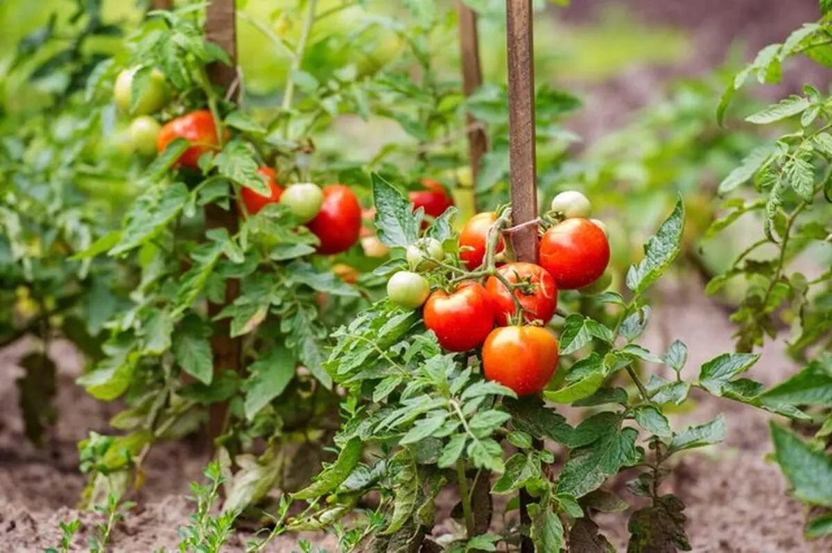 گیاهان برای نخستین بار واکسینه شدند!
