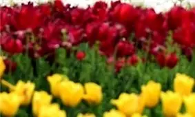 جشنواره گل لاله در چین +تصاویر