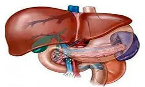 چربی های پنهان، 5 قسمت اصلی بدن را نشانه می گیرند!