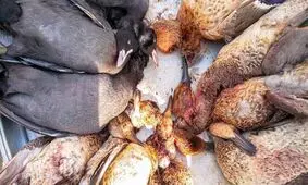 پرندگان مهاجر، قربانی بیکاری جوانان خوزستانی!