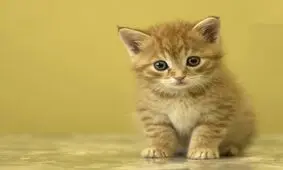 گربه‌ها می‌توانند چه کسانی را مریض کنند؟