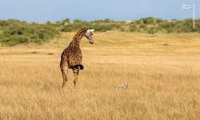 مادری که گردن فرزند خود را شکست