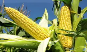 گزارش مستندی درباره واردات ذرت آلوده به کمیسیون کشاورزی نرسیده است
