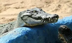 دختربچه‌ای که چشم کروکودیل را درآورد