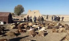 تلاش دامپزشکی برای مدیریت لاشه احشام تلف شده در مناطق زلزله‌زده