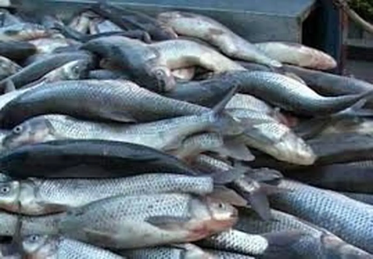 دستگیری ۲ متهم جوان در آستارا و کشف ۸ تن ماهی غیر بهداشتی
