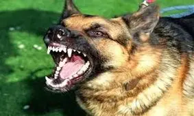 سگی دو مرد در دزاشیب تهران را گاز گرفت