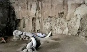 کشف مهیج پژوهشگران: انسان‌ها، ماموت‌ها را به قتل می‌رساندند!