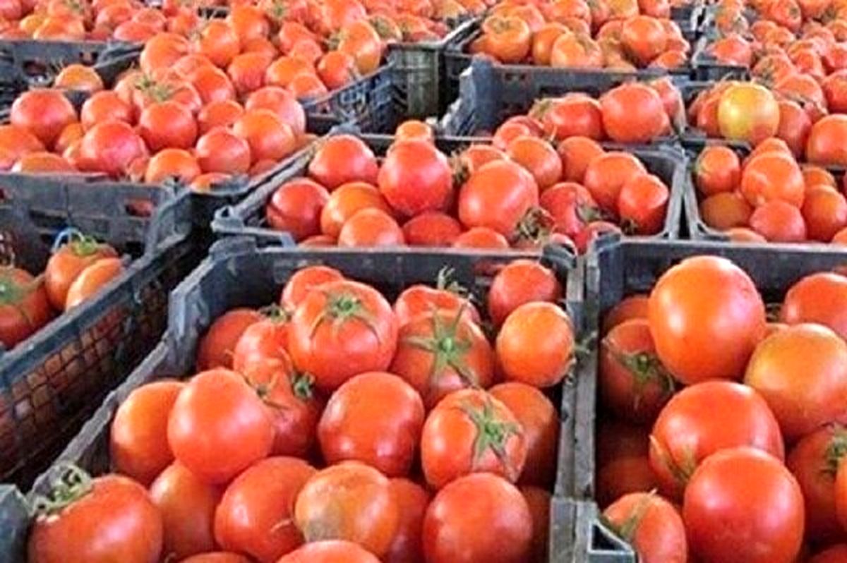 سونامی گوجه فرنگی با خرید حمایتی کنترل شد/خرید ۴۳۰ هزار تن گوجه