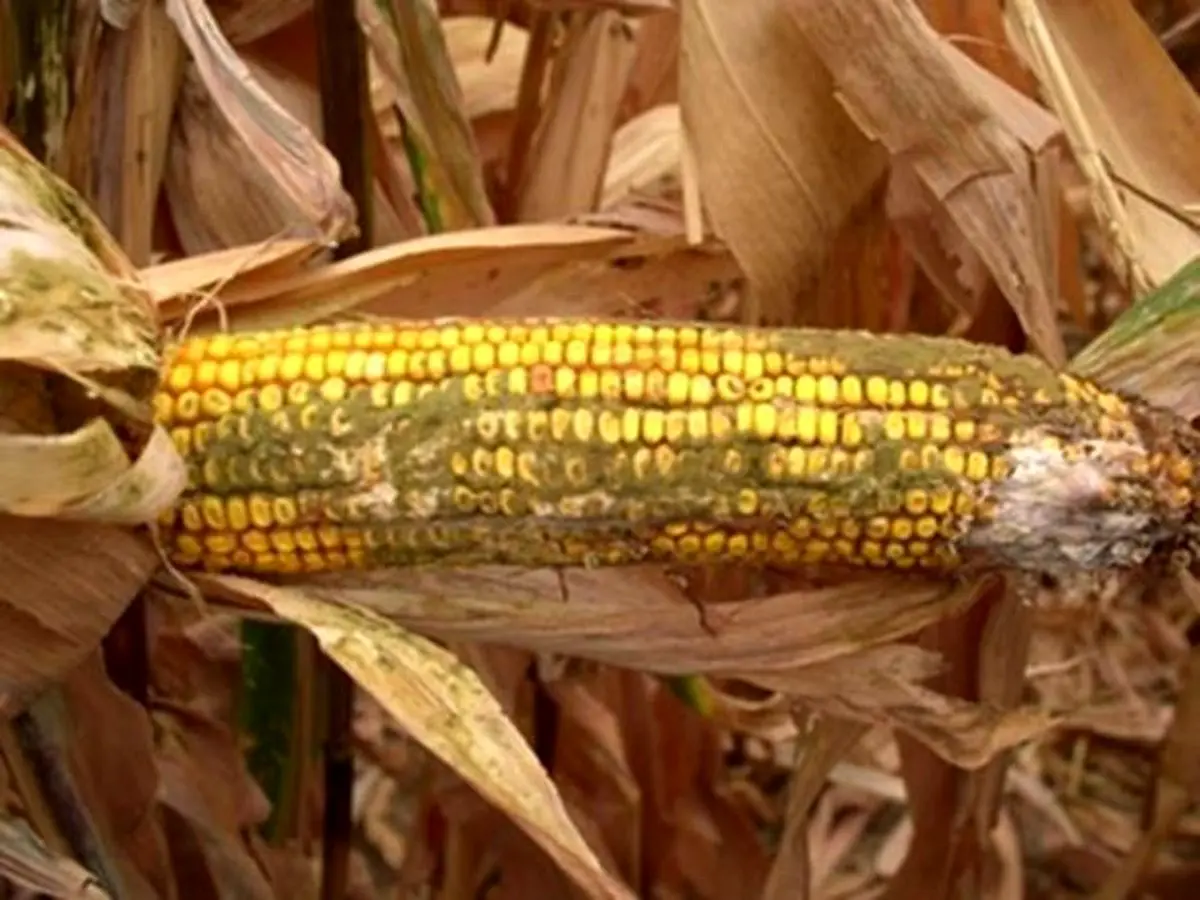 وزیر بهداشت: شایعات در مورد ذرت‌های آلوده دروغ محض است / اجازه ورود ذرت‌های آلوده را نداده‌ایم