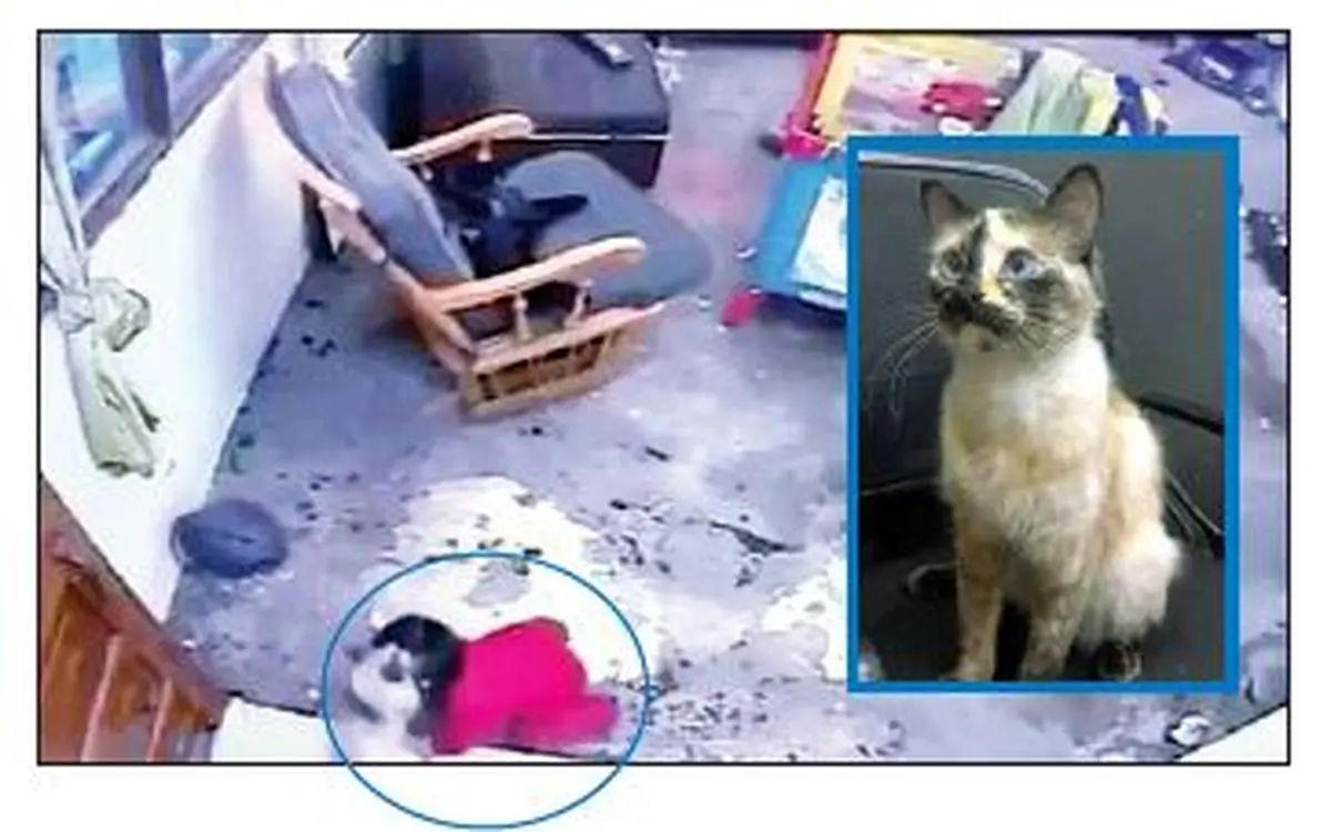 پیشگیری از سقوط کودک توسط گربه