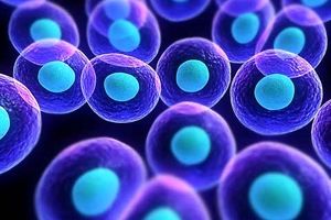 درمان بیماری‌ها با سلول‌های بنیادی برنامه‌ریزی‌شده