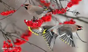 تصاویر منحصربفرد حیوانات