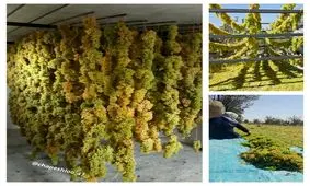 آشنایی با انواع کشمش و روش درست کردن کشمش