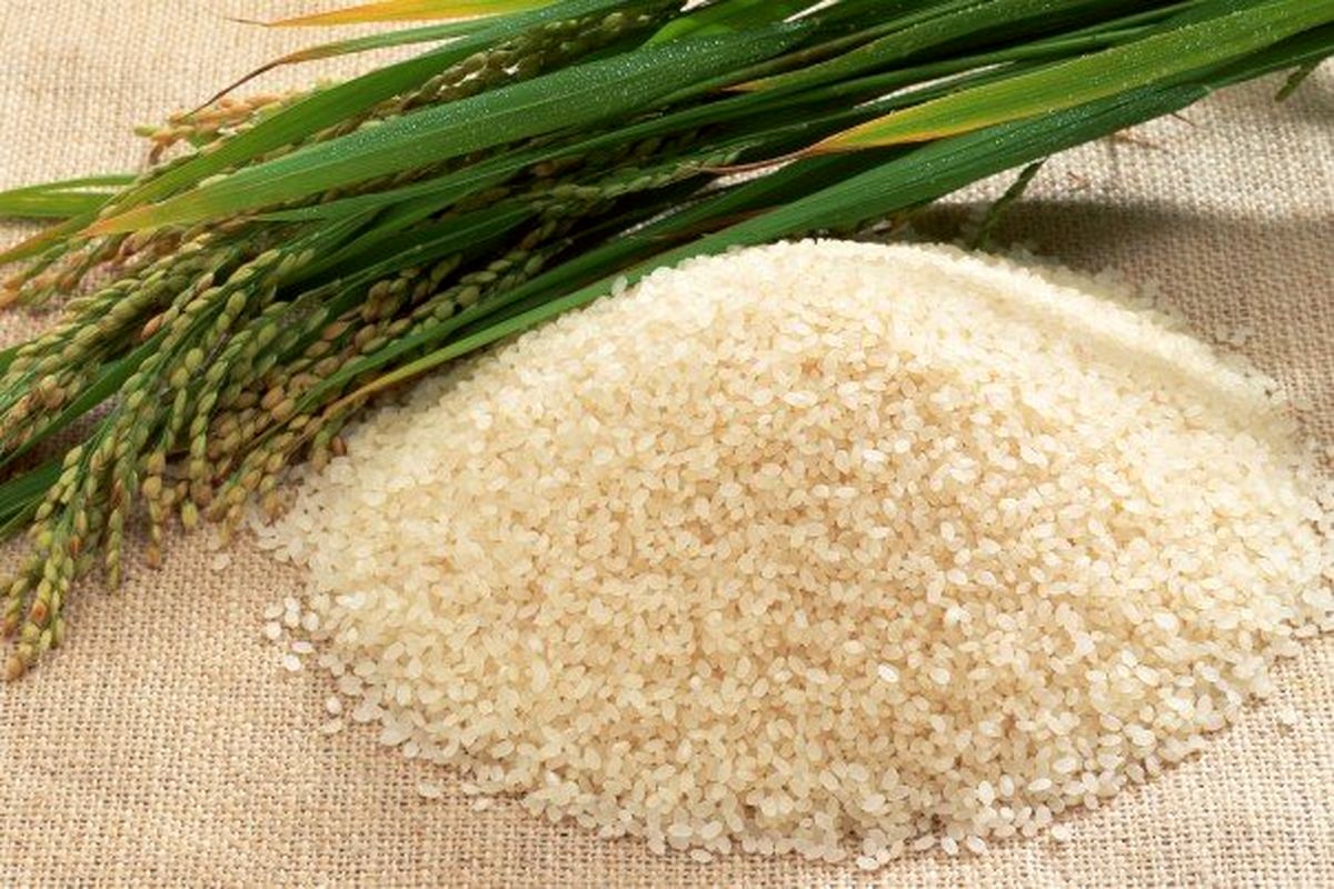 بیشتر از ۱۰ قاشق برنج نخورید