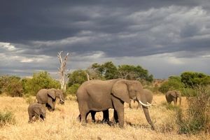 تلف شدن ۱۱۵ راس فیل به دلیل خشکسالی در زیمبابوه